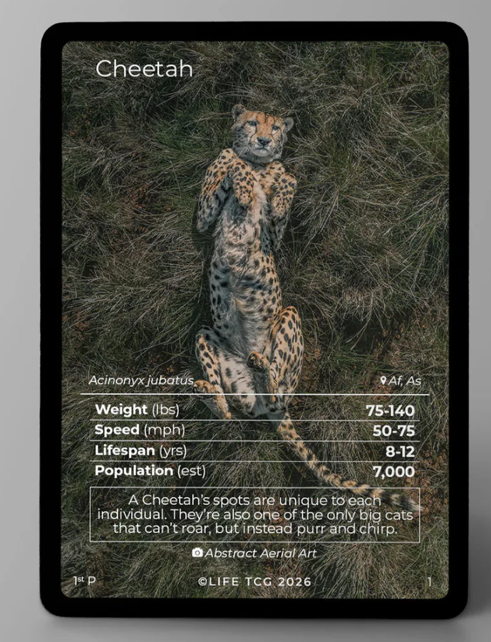 LIFE TCG Cheetah Photography Card