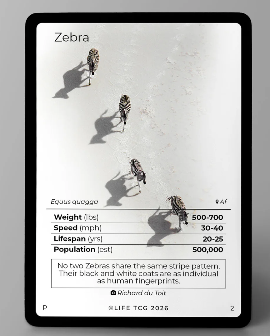 LIFE TCG – Zebra Photography Card (Limited Edition)