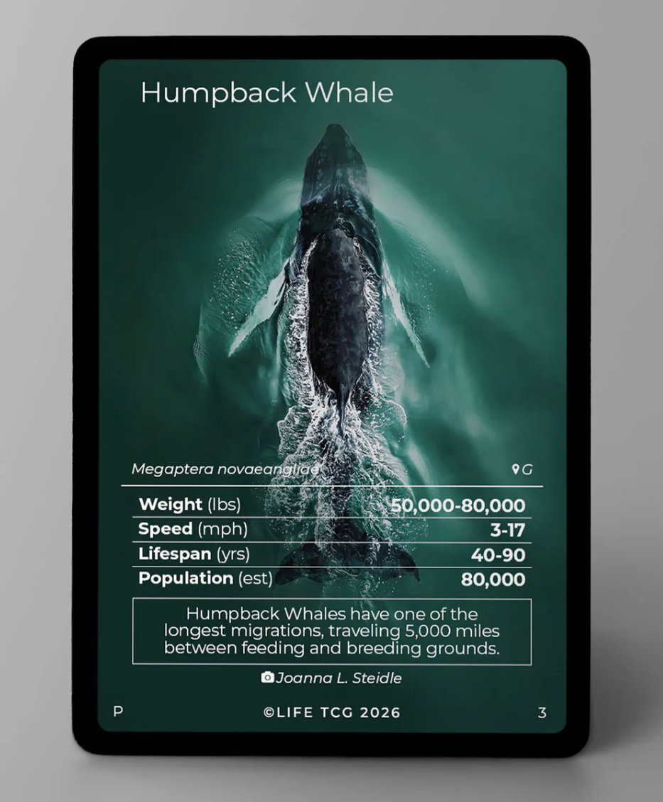 LIFE TCG – Humpback Whale Photography Card (Limited Edition)
